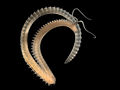 Scolelepis (fam. Spionidae), mostrando sus 2 tentáculos