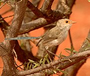 Malurus splendens