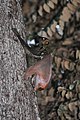 Colugo in a tree