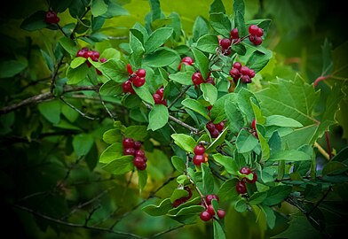 Berries