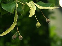 Tilia fruit