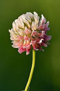 Trifolium hybridum, by Iifar