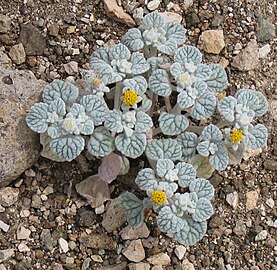 Turtleback plant, Death Valley