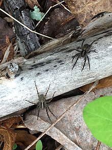 Two medium-sized spiders outdoor on a thin log, photographed from above