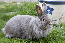 A grey haired Swiss Fox rabbit with upright ears lying on grass in front of a flower pot