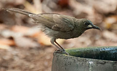 Description de l'image White-gaped honeyeater.jpg.