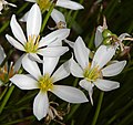 Zephyranthes candida