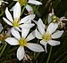 Zephyranthes candida