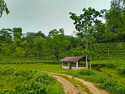 Kodala Tea Garden