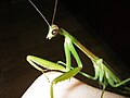 Adult male Tenodera angustipennis