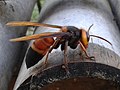 Miniatura da versão das 03h06min de 10 de janeiro de 2021