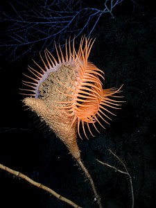 Venus flytrap sea anemone, by NOAA-OE