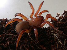 Trapdoor spider