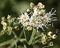 Ageratina herbacea (Sottotribù Oxylobinae)