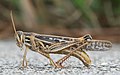 American grasshopper (Schistocerca americana)