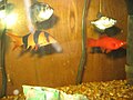 Fish: Clown Loach, Black Tetra and Platy