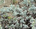Artemisia (plant) pycnocephala