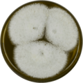 Aspergillus alliaceus growing on MEAOX plate