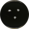 Aspergillus sloanii growing on YES plate