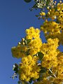 A wattle in Australia.