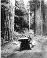 Image 48First growth or virgin forest near Mount Rainier, 1914 (from Old-growth forest)