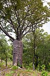 Boab at Katherine River, NT