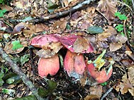 Rubroboletus rubrosanguineus