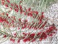 Allocasuarina humilis 2018-06-21