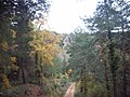 A forest near Capafonts