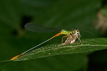 Libélula da espécie Ceriagrion cerinorubellum captura uma Lepidoptera. (definição 3 613 × 2 408)