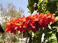 State Flower of Trinidad and Tobago