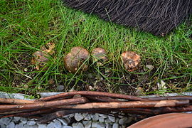 Les quatre champignons vues de haut