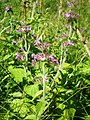 Пахучка обыкновенная (Clinopodium vulgare)