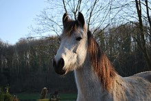 Tête d'une ponette grise rouannée, le poil épais et les crins abondants.