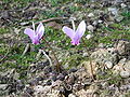 Cyclamen hederifolium flowers