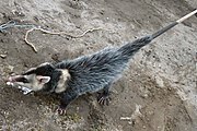 Gray and white opossum