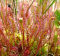 Drosera