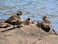 Small eider creche: three adult females over six ducklings at Biddeford Pool, ME.