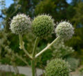 Eryngium paniculatum