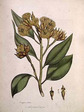 E. robusta por James Sowerby, de James Edward Smith's 1793 A Specimen of the Botany of New Holland