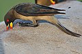 Yellow-billed Oxpecker (Buphagus africanus)