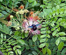 Pink-flowered tree being pollinated by a black carpenter bee, in Kolkata, West Bengal (India)