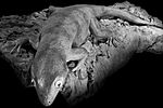 Restoration of Hoplodactylus delcourti, a giant gecko of uncertain origin that is identified by some as the kawekaweau