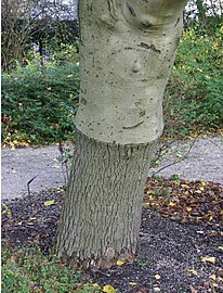 Fraxinus ornus greffé sur Fraxinus excelsior