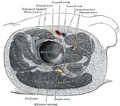 Cross-section showing structures surrounding right hip-joint.