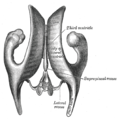 Drawing of a cast of the ventricular cavities, viewed from above.