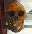 Skull cast of Homo erectus