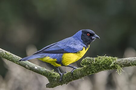 Hooded mountain tanager, by Charlesjsharp