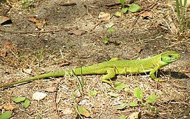 Зелёная ящерица (Lacerta viridis)