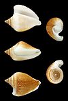 Five views of an adult dog conch's shell